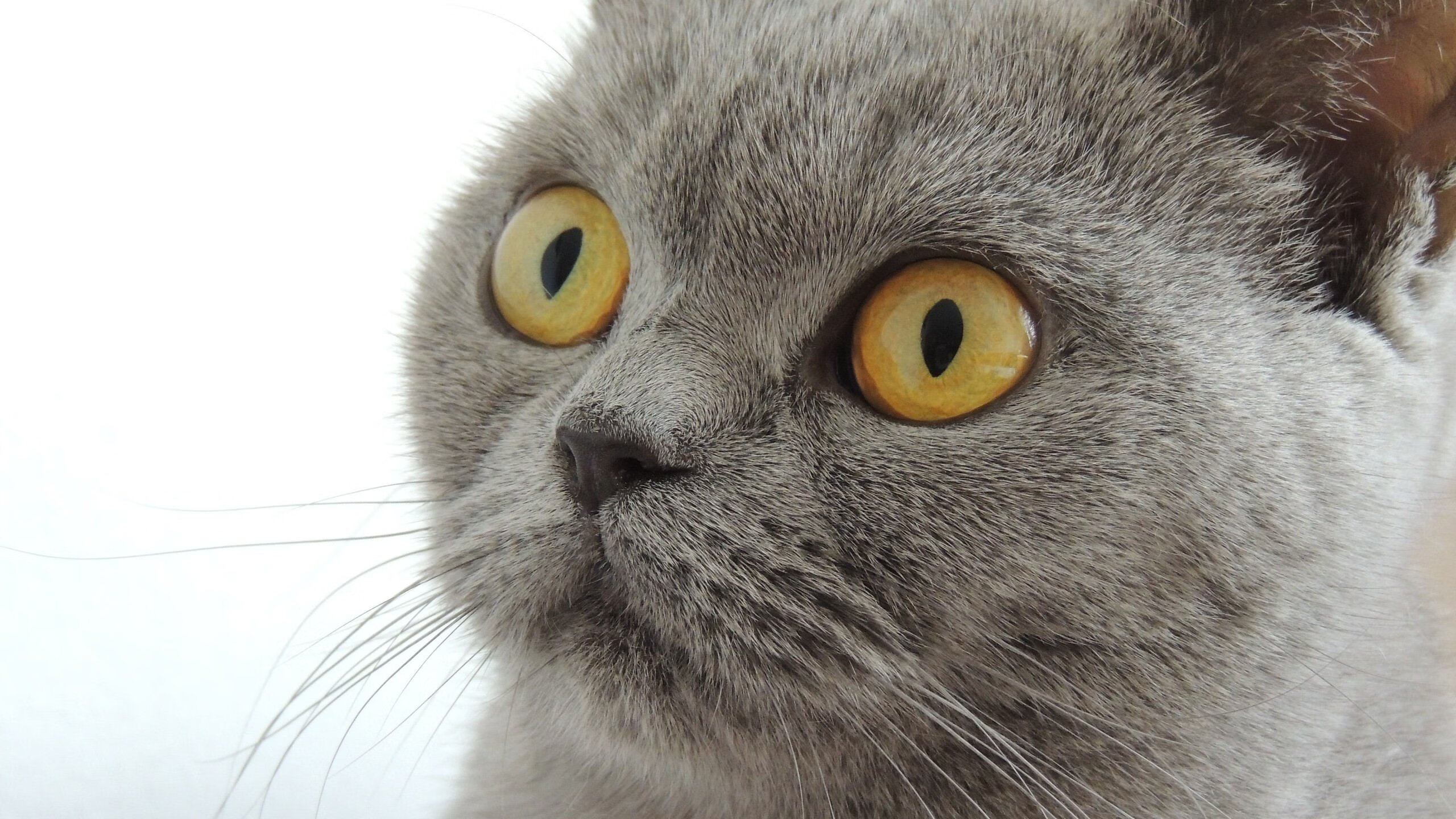 _世界中学网球联赛：校园运动的新风尚_，世界中学生网球锦标赛