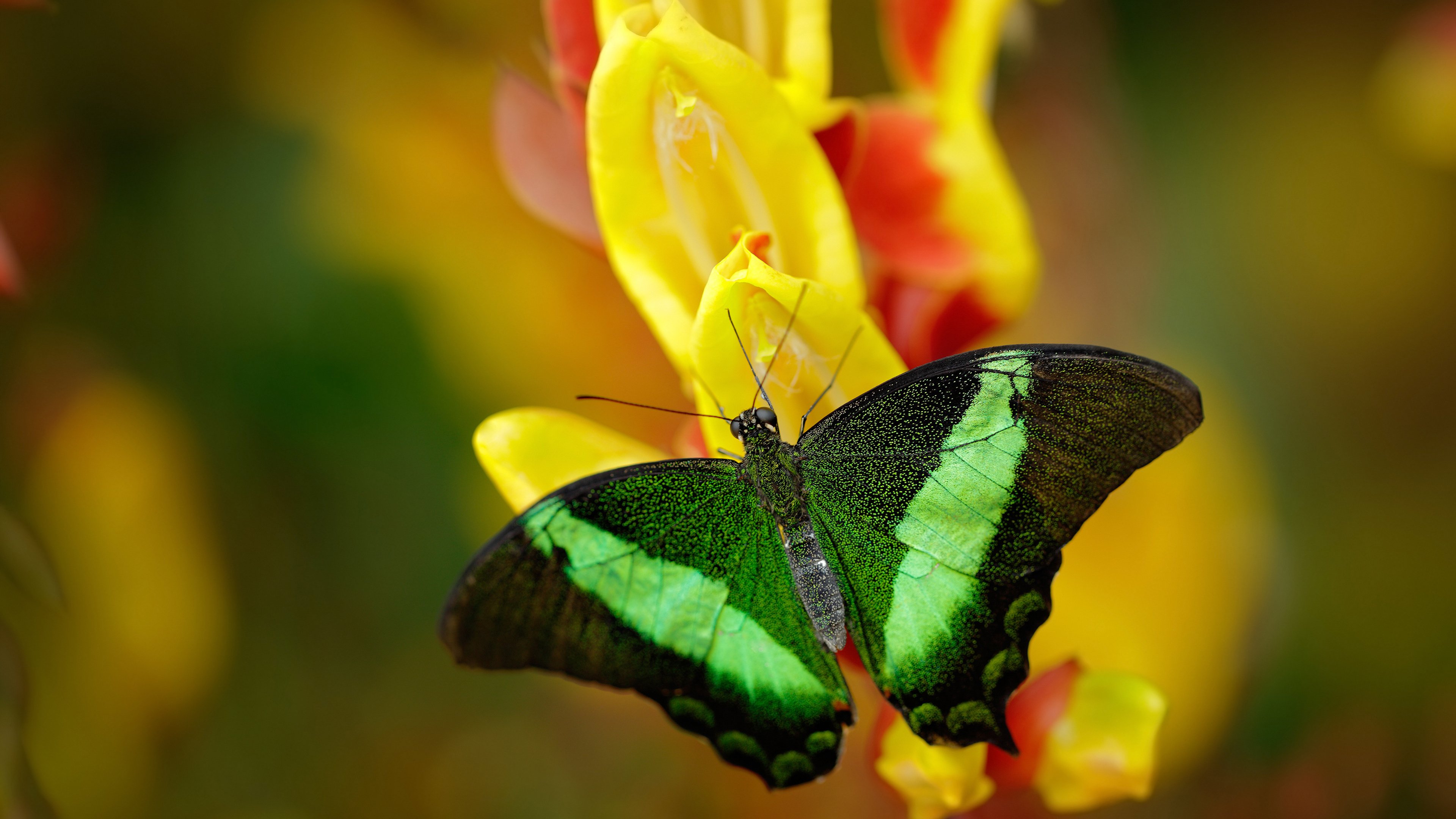 【丁俊晖】跨年度训练秘籍：攻防兼备的制胜诀窍，丁俊晖是如何练成的